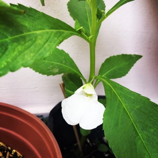 Hạt giống hoa bóng nước/móng tay đủ màu hoa tự thu hoạch