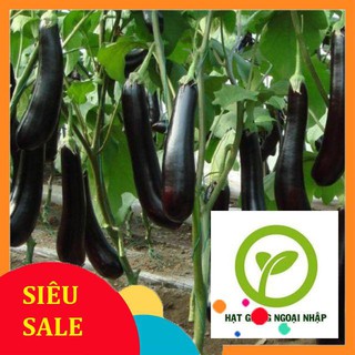 50 Hạt giống cà tím dài đen HAT F1