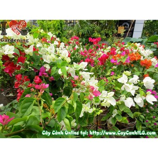 CÂY HOA GIẤY ĐỦ MÀU BẦU NHỎ