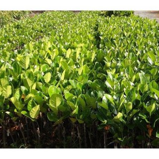 Cây mít thái siêu sớm