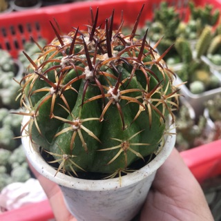 XƯƠNG RỒNG MELO GAI