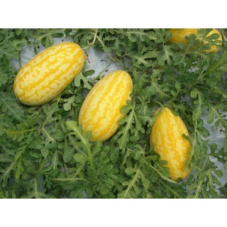 Hạt Giống Dưa Hấu Thỏi Vàng