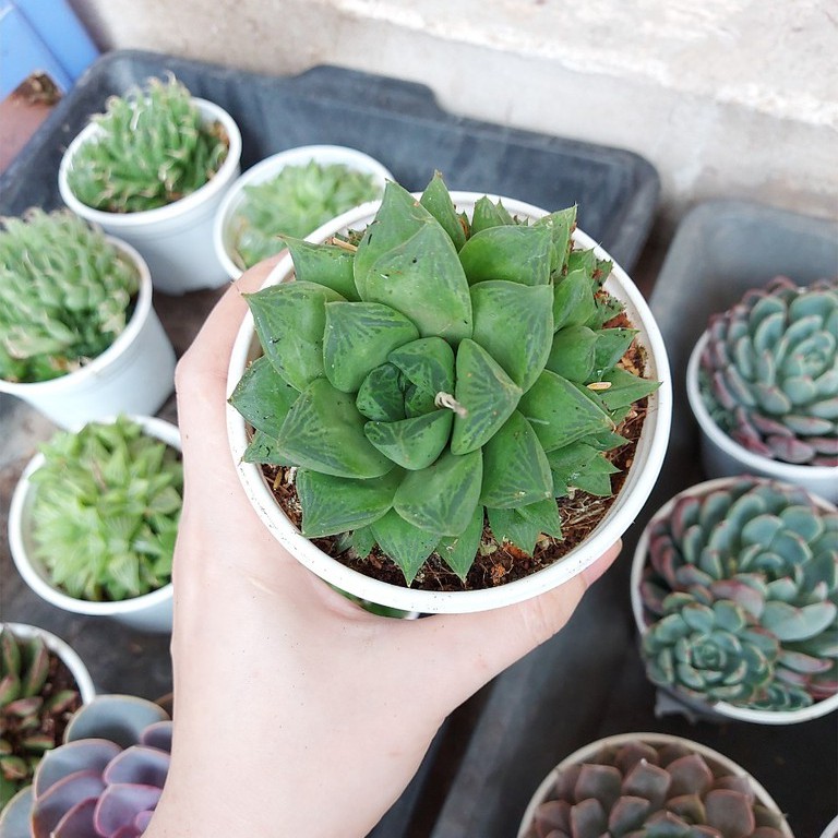 Sen đá ngọc lá lớn cỡ to