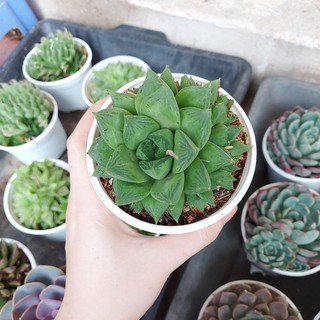 Sen đá ngọc lá lớn cỡ to