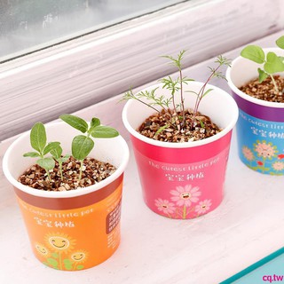 Chậu cây cảnh, chậu cây mini kèm hạt giống để bàn