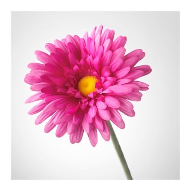 SMYCKA - Hoa đồng tiền giả 50cm đủ màu IKEA