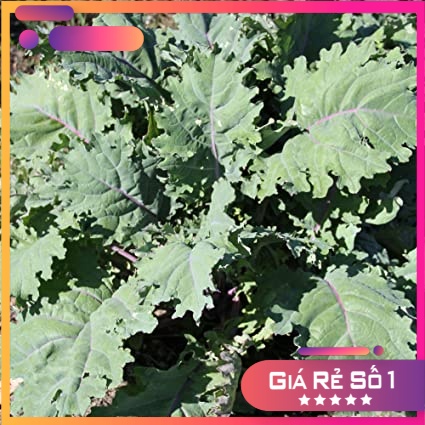 Hạt giống Cải Kale Russian Đỏ (Buda Kale) F1 Nhập khẩu Mỹ - 200 hạt