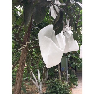 TÚI BỌC BƯỞI / 100 Chiếc ( 30x35 )