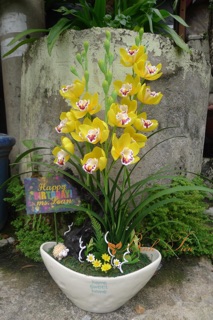 GÂN LÁ ĐỊA LAN DÀI