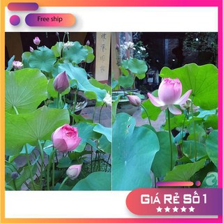 10 Hạt giống Sen ta (Dễ trồng, Hoa quanh năm)