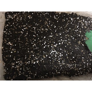 1kg đất trồng cây trộn sẵn