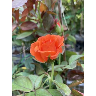 Hồng cam siêu nụ