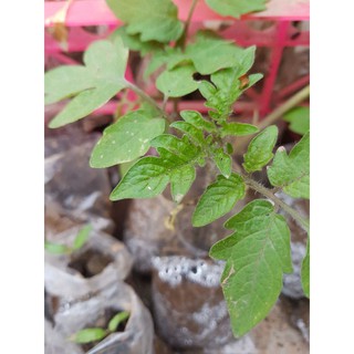 cây giống cà chua