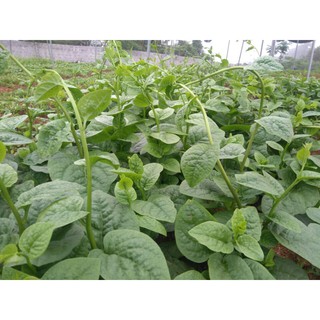 Hạt Giống Rau Mồng Tơi