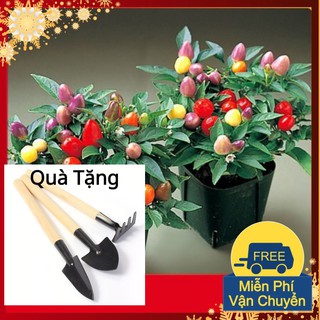 Hạt Giống Ớt Ngũ Sắc Tặng Bộ Dụng Cụ Mini Trồng Cây Tặng Bộ Dụng Cụ Mini Trồng Cây