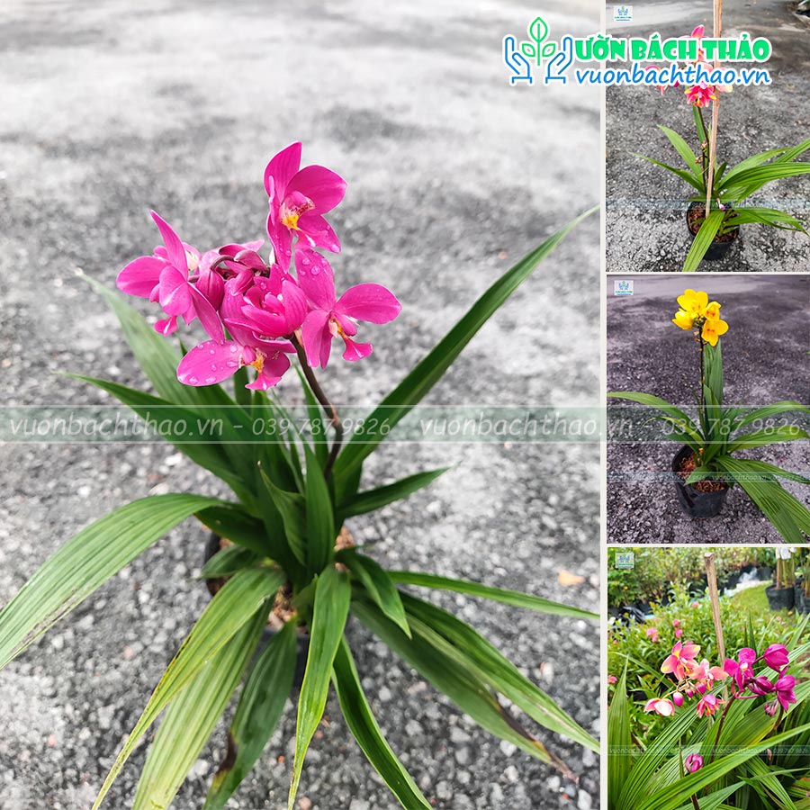 Cây hoa lan chu đinh (địa lan) trồng công trình chịu nắng