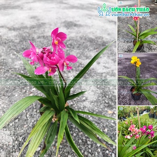 Cây hoa lan chu đinh trồng công trình chịu nắng