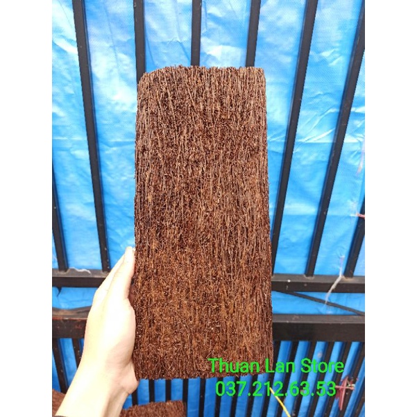 Dớn Bảng Trồng Lan dài 15×30cm