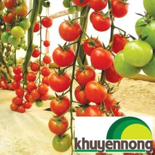 30 hạt giống cà chua chuỗi ngọc