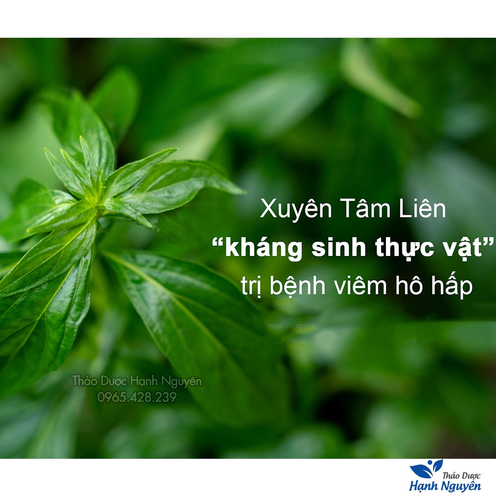 Bột xuyên tâm liên 1kg (Giảm mẩn ngứa, kh.áng sinh tự nhiên) - Thảo Dược Hạnh Nguyên