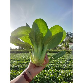 HẠT GIỐNG CẢI THÌA