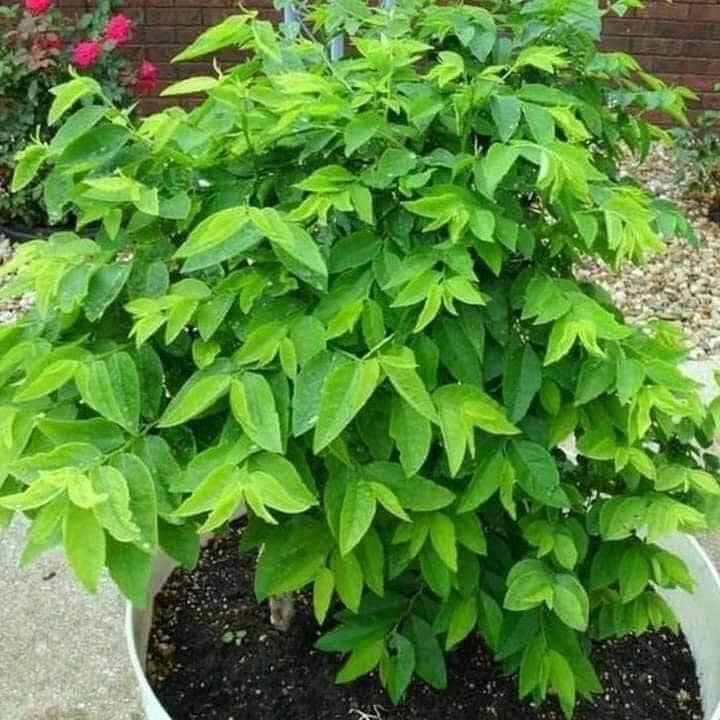 Hạt giống rau ngót ta thơm,hạt rau ngót siêu lá nảy mầm 90%