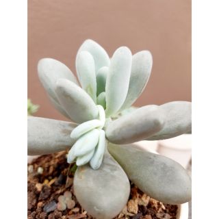 Sen đá sỏi trắng