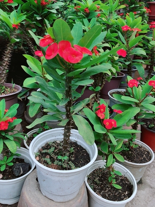 Xương Rồng Bát Tiên Kim Cương 20-30cm