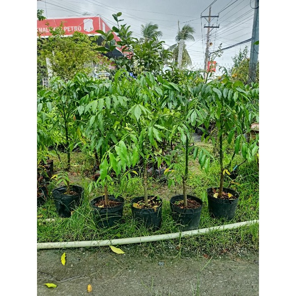 Cây cóc thái loại lớn