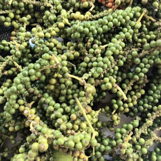 1kg Tiêu xanh nguyên chùm nhà trồng đảm bảo