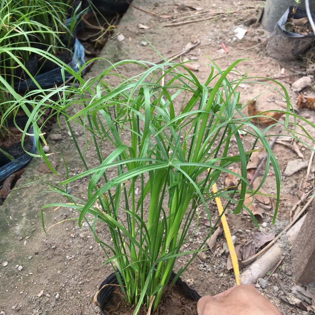 Cây THUỶ TRÚC Chiều Cao 25cm Thích Hợp Trang Trí Sân Vườn,Bể Thuỷ Sinh