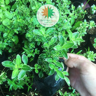 Cây Bạch Tuyết Mai size nhỏ - Cây hoa