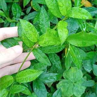 [ƯU ĐÃI SỐC] Trà Lá Thìa Canh Khô SẠCH - Gói Dùng Thử 5 Ngày | Hỗ Trợ Kiểm Soát Đường Huyết Dân Gian | 14500