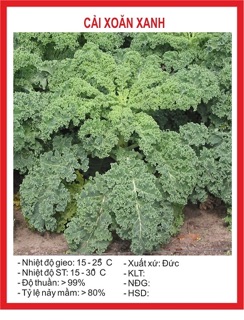 Hạt giống Cải xoăn Kale