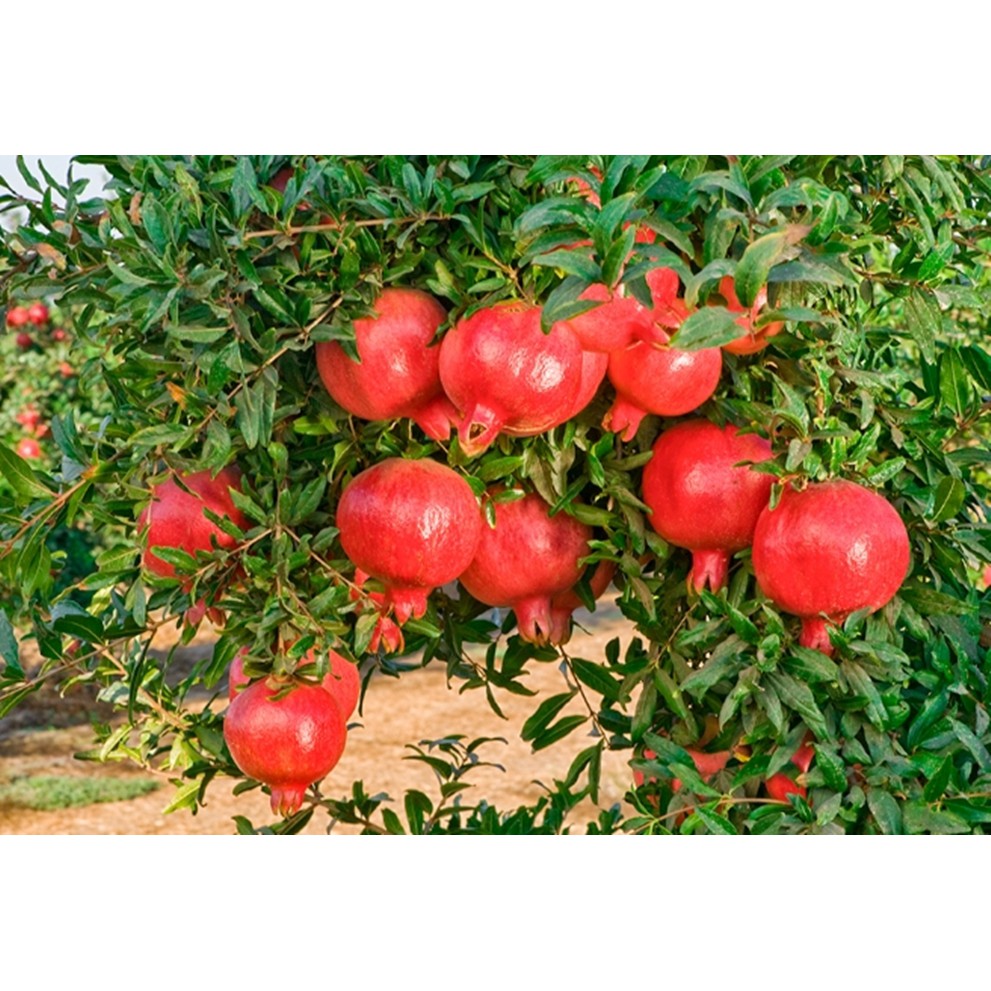 Hạt giống Lựu lùn - Gói 5 hạt