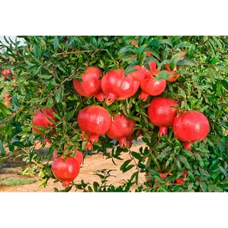 Hạt giống lựu lùn - gói 5 hạt