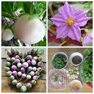 Hạt giống cà pháo tím (2g)