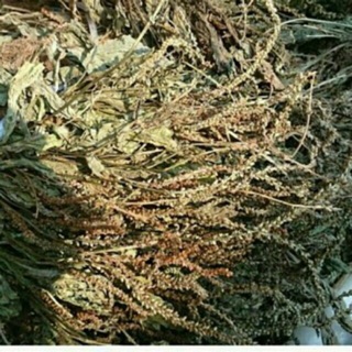 1kg mã đề khô