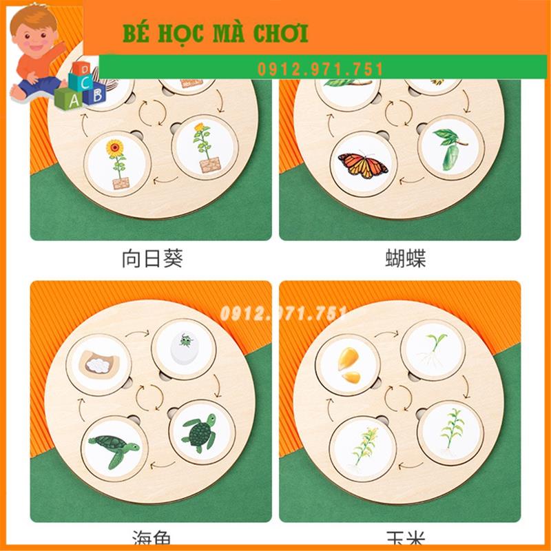 Hộp Đồ Chơi Xếp Hình Vòng Đời phát triển Động Vật Cây Và Côn Trùng - Life cycle