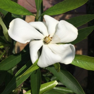 Cây hoa lài thái rất thơm