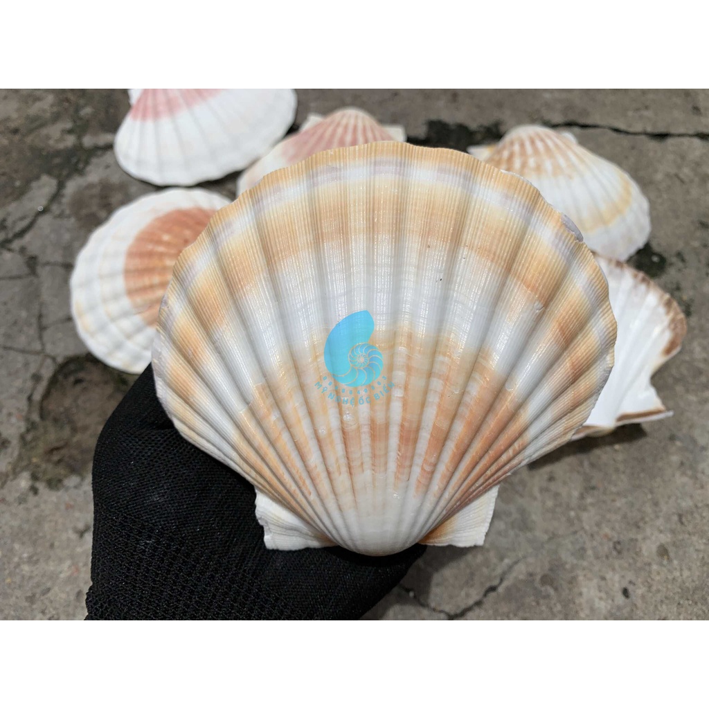 Vỏ Sò Điệp đẹp trang trí bể cá, bàn làm việc, phòng khách, chụp hình, Đế đốt hương trầm..