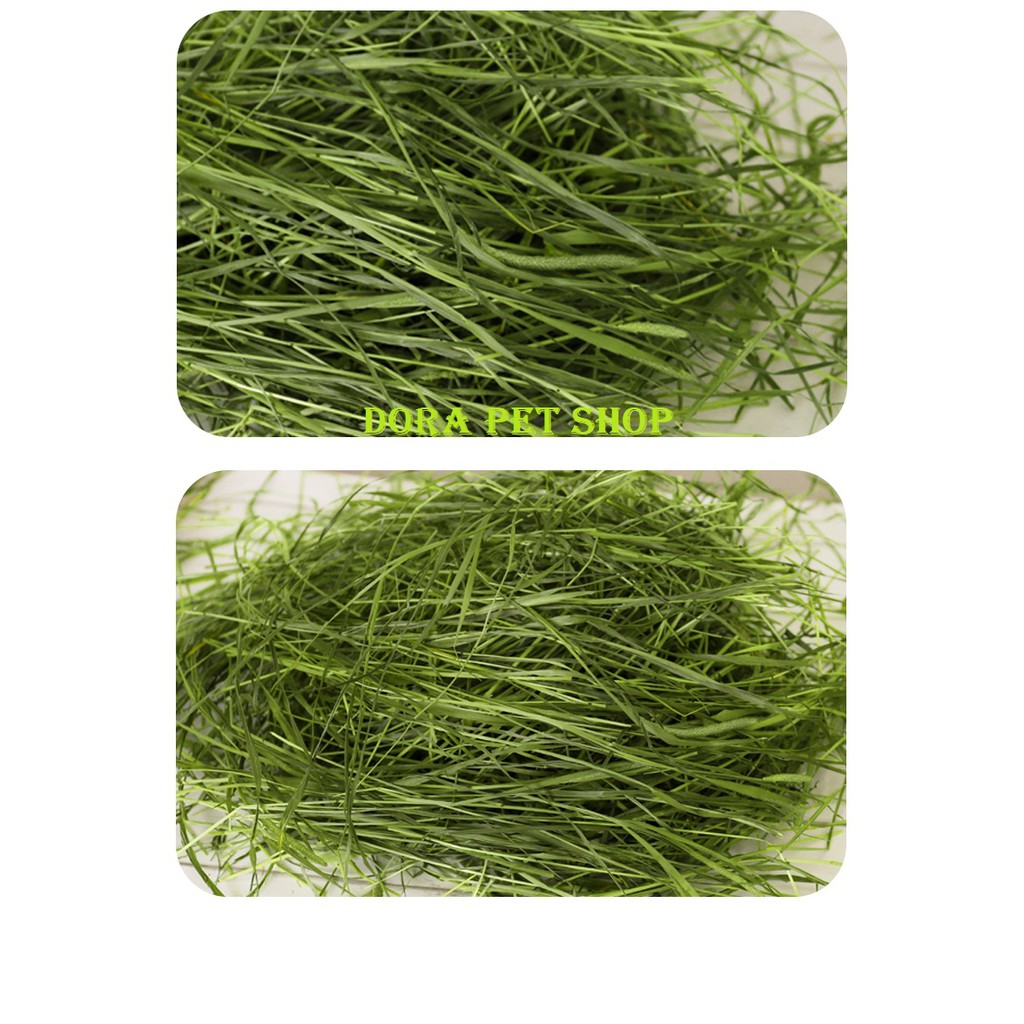 CỎ TIMOTHY CAO CẤP 500G HÀ LAN