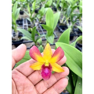 (2 chậu) Hoa lan dendro Gold Red (đỏ mặt trời) - đang hoa / đứng lá