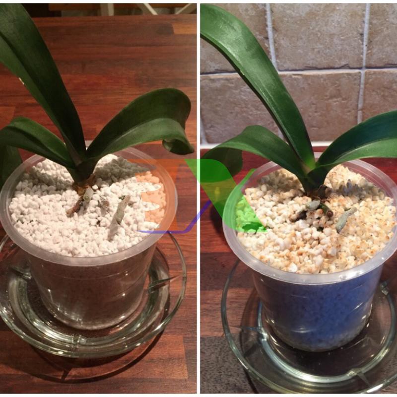 Đá Trân Châu, Perlite , Đã khoáng trồng cây, đá núi lửa trồng rau hoa