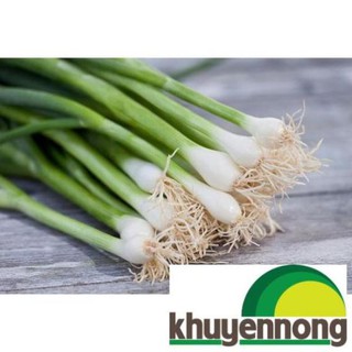 Gói 5 gr hạt giống hành ta