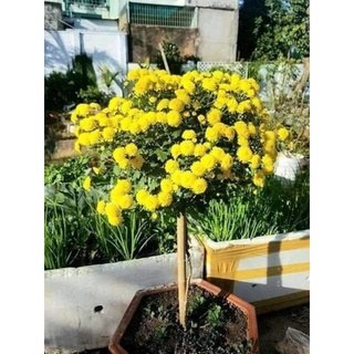 cây giống cúc (5 cây, chi rủ hoặc đổi màu)