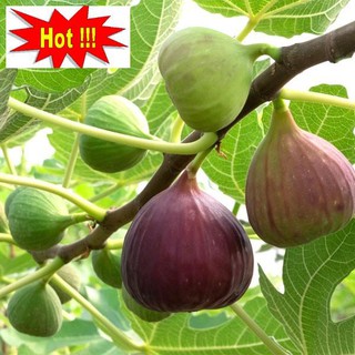 Hạt giống Sung Mỹ (Sung Ngọt)