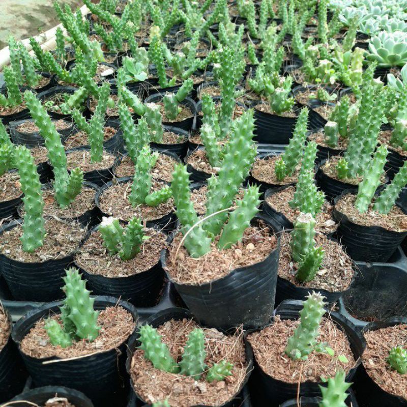 Sen đá sao biển kích thước bầu (8x8cm) 1 cây sen đá bầu LAFA GARDEN