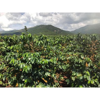 Cà Phê Nhân Yellow BourBon (Bì 1kg)