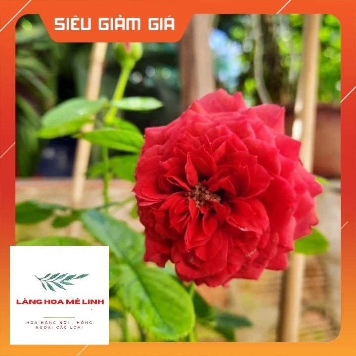 Hoa hồng ngoại tree thân gỗ  Red Apple rose –[SẮC ĐỎ NGUYÊN  BẢN] đẹp hoàn mĩ,sai hoa và cực lâu tàn